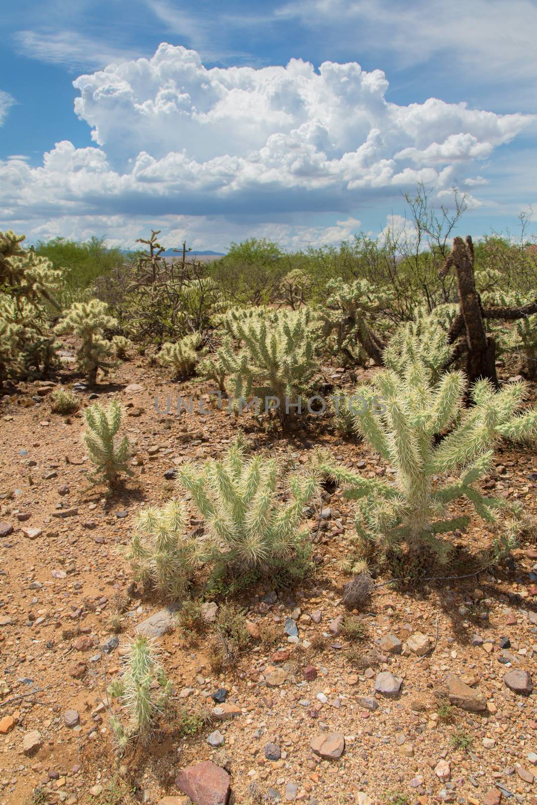 Cactus plants in desert during monsoon season
