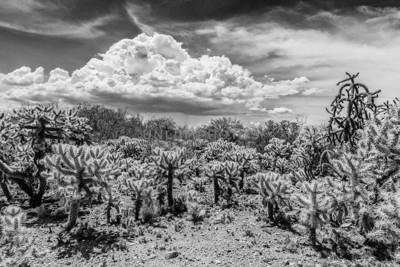 Black and white picture of tiny cactus shrubs in desert