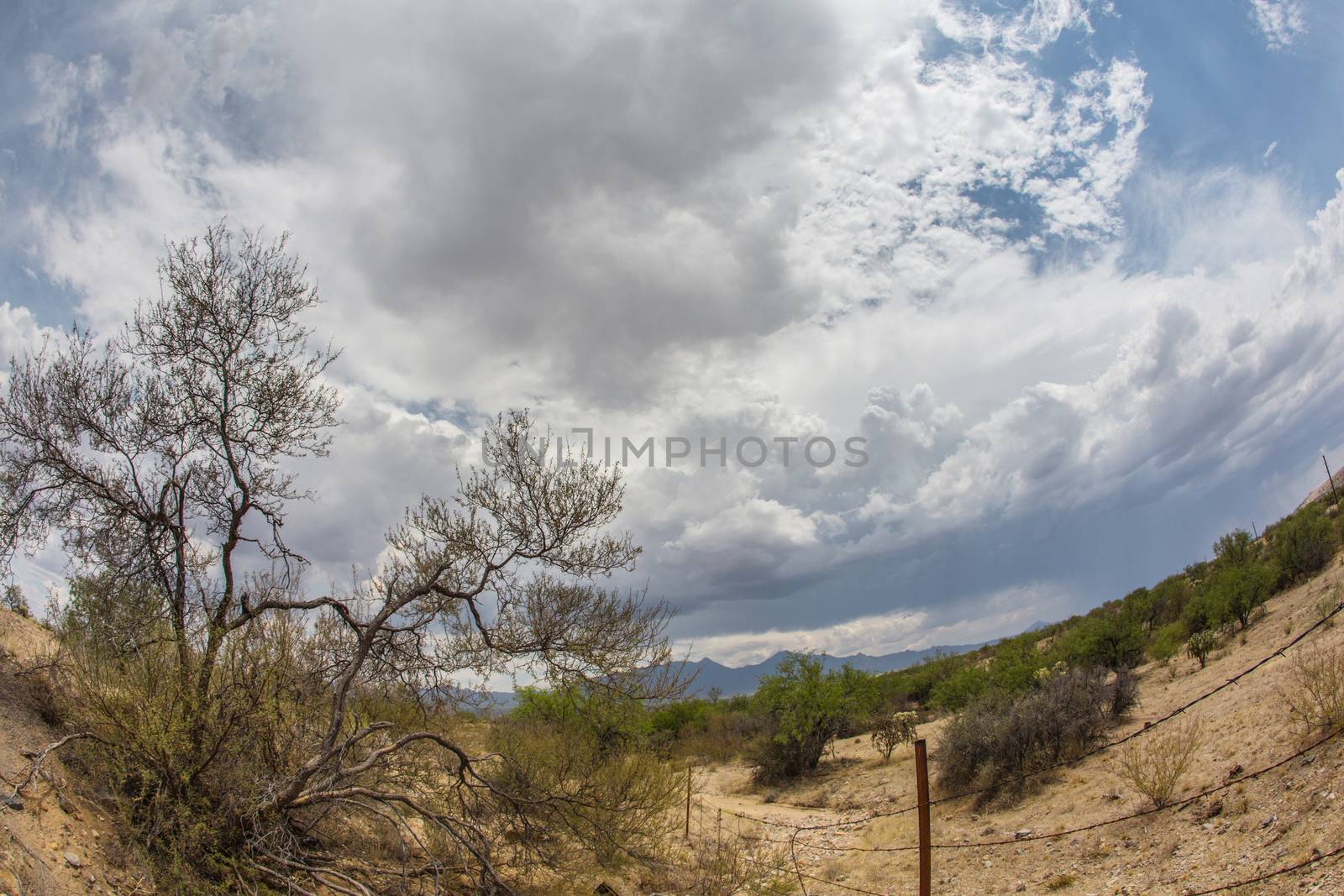 Wide Angle View of Desert Plants by Creatista