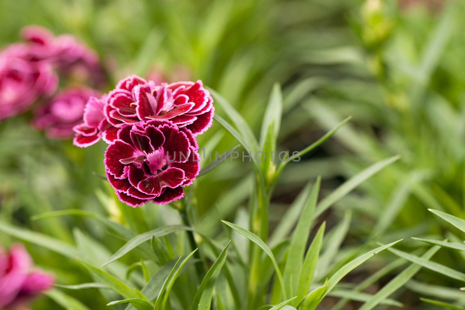 Close up macro of a purple flower.  Shallow depth of field. 