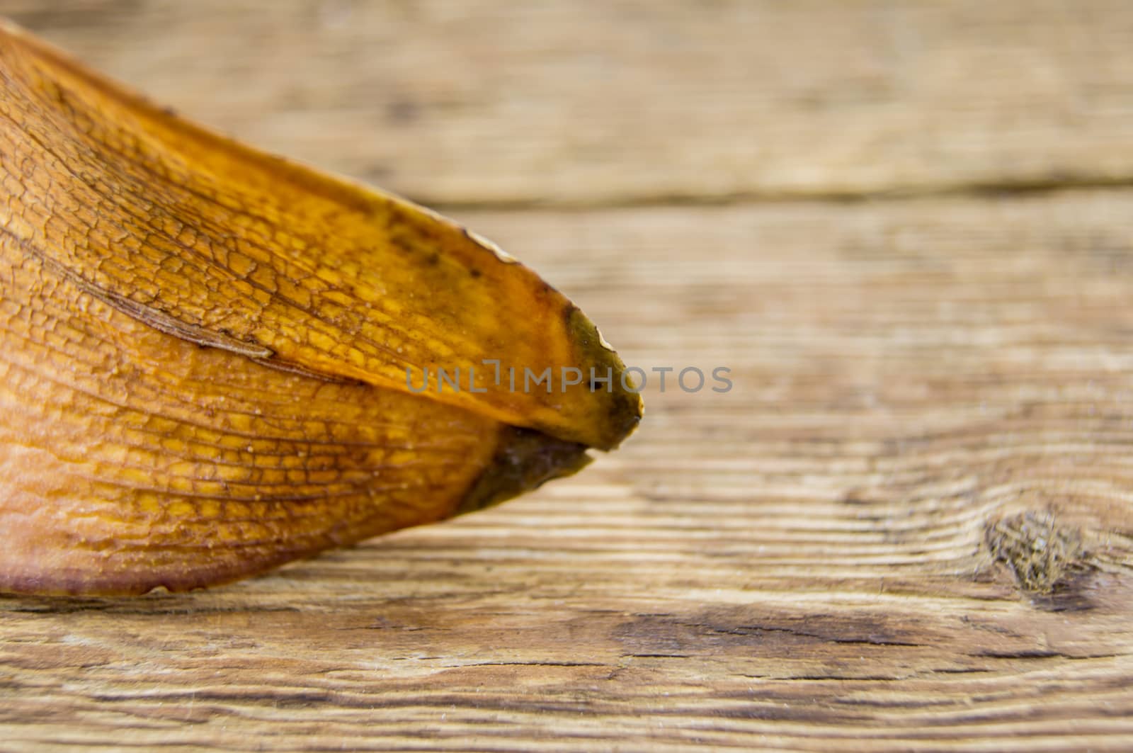 diseased leaf orchid lie on a wooden background by serhii_lohvyniuk