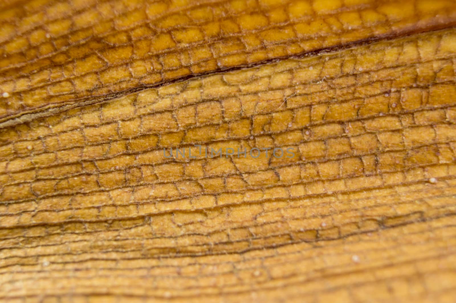 diseased leaf orchid lie on a wooden background by serhii_lohvyniuk