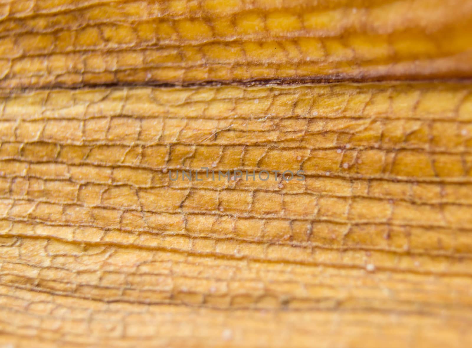 diseased leaf orchid lie on a wooden background by serhii_lohvyniuk