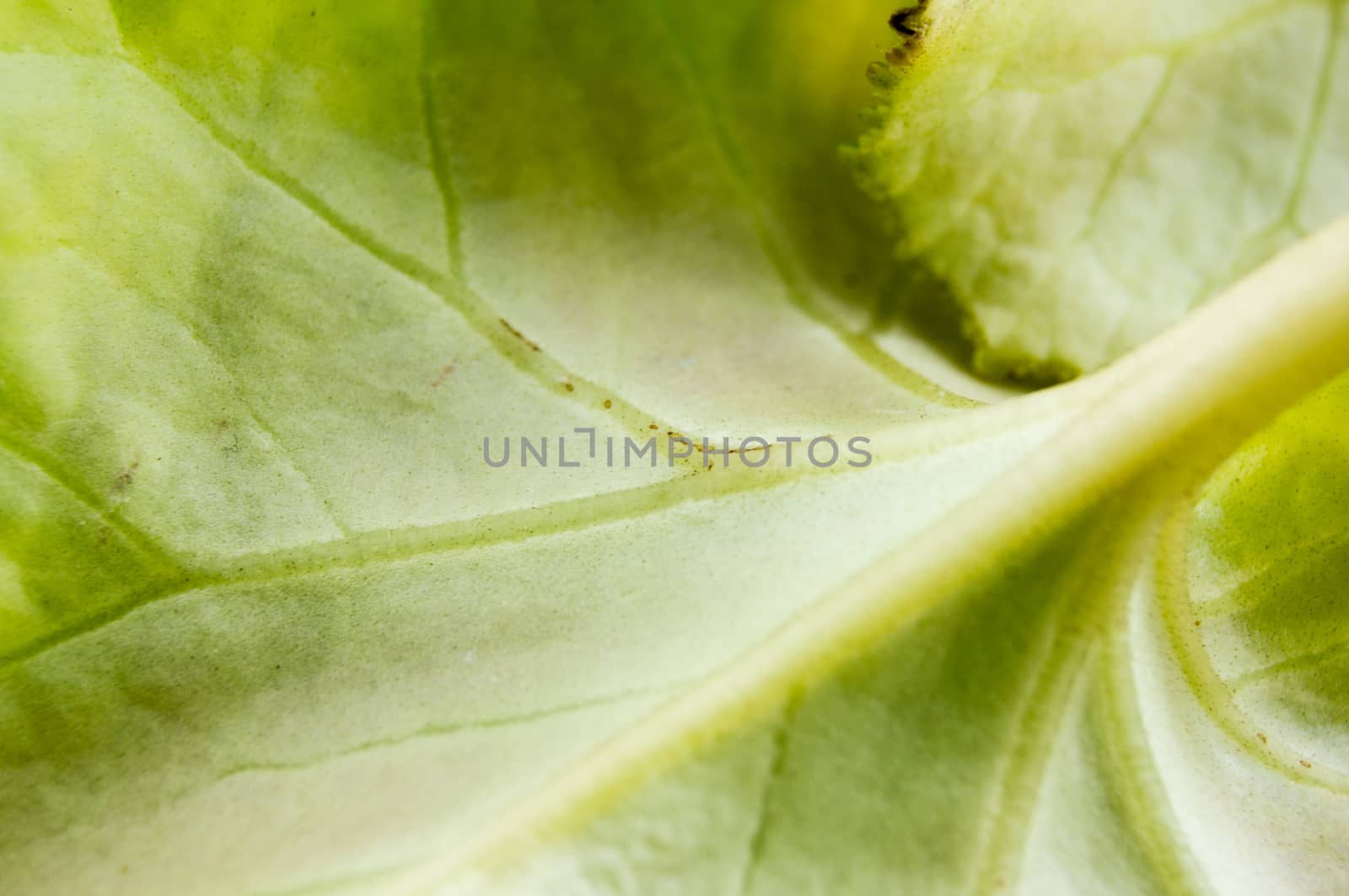 Cyclamen leaves lie on a wooden background