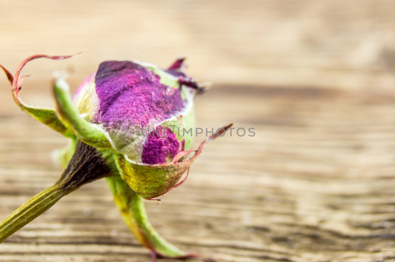 dried rose on wooden background by serhii_lohvyniuk