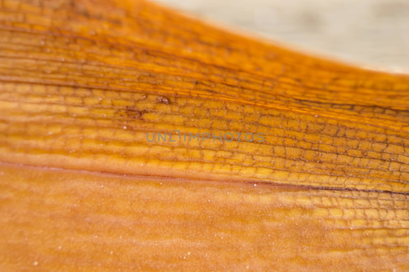 diseased leaf orchid lie on a wooden background by serhii_lohvyniuk