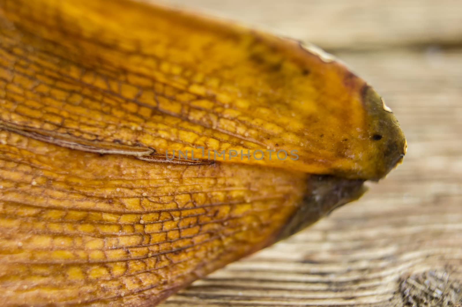 diseased leaf orchid lie on a wooden background by serhii_lohvyniuk