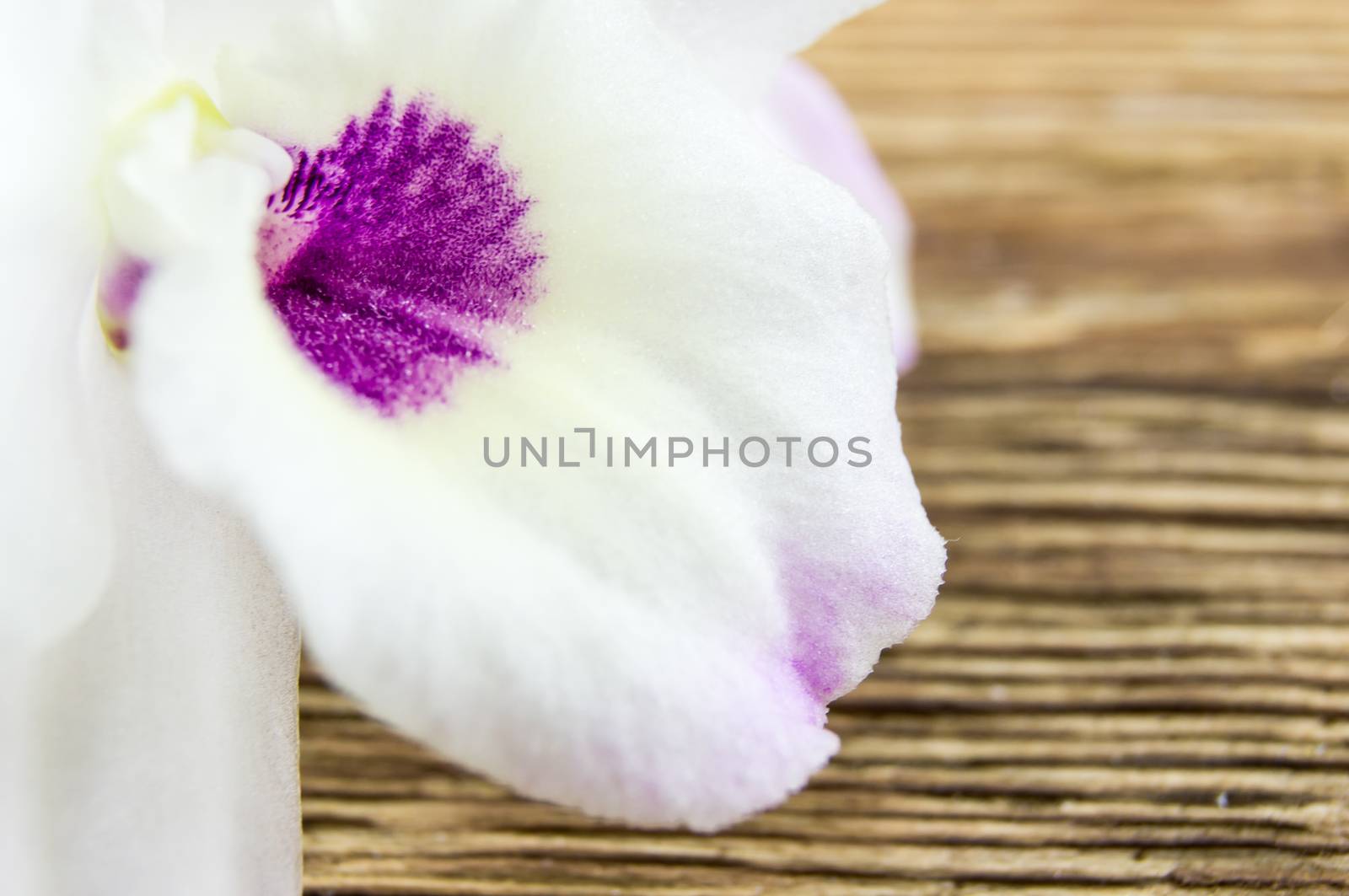 orchid flowers  lie on a wooden background by serhii_lohvyniuk