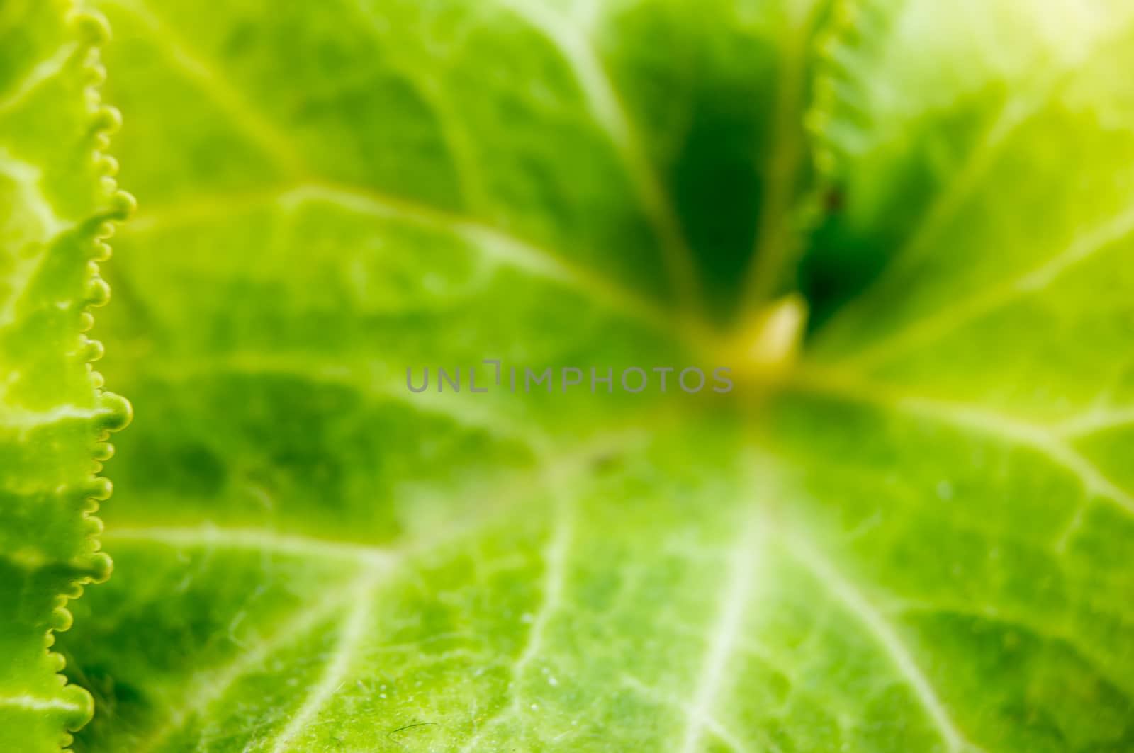 Cyclamen leaves lie on a wooden background