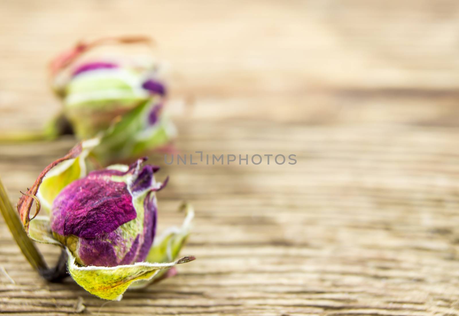 A dried rose lie on a wooden background