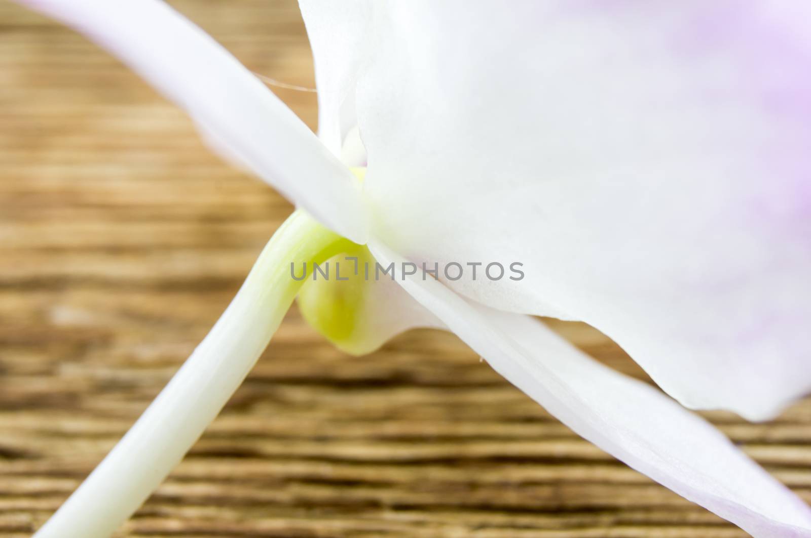orchid flowers  lie on a wooden background by serhii_lohvyniuk