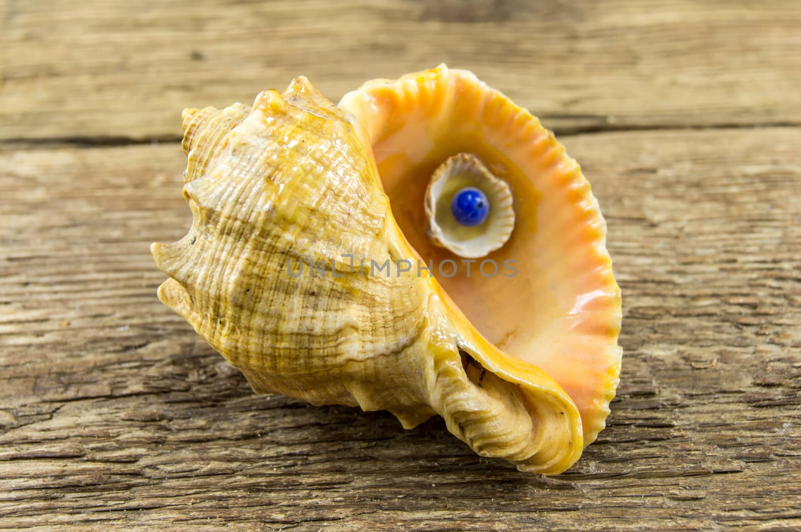 Sea shell  lie on a wooden background by serhii_lohvyniuk