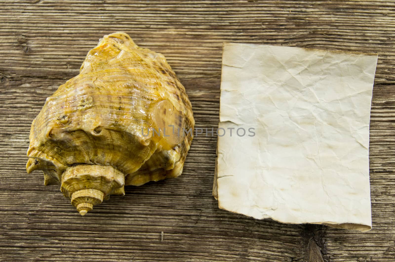 Sea shell  lie on a wooden background.