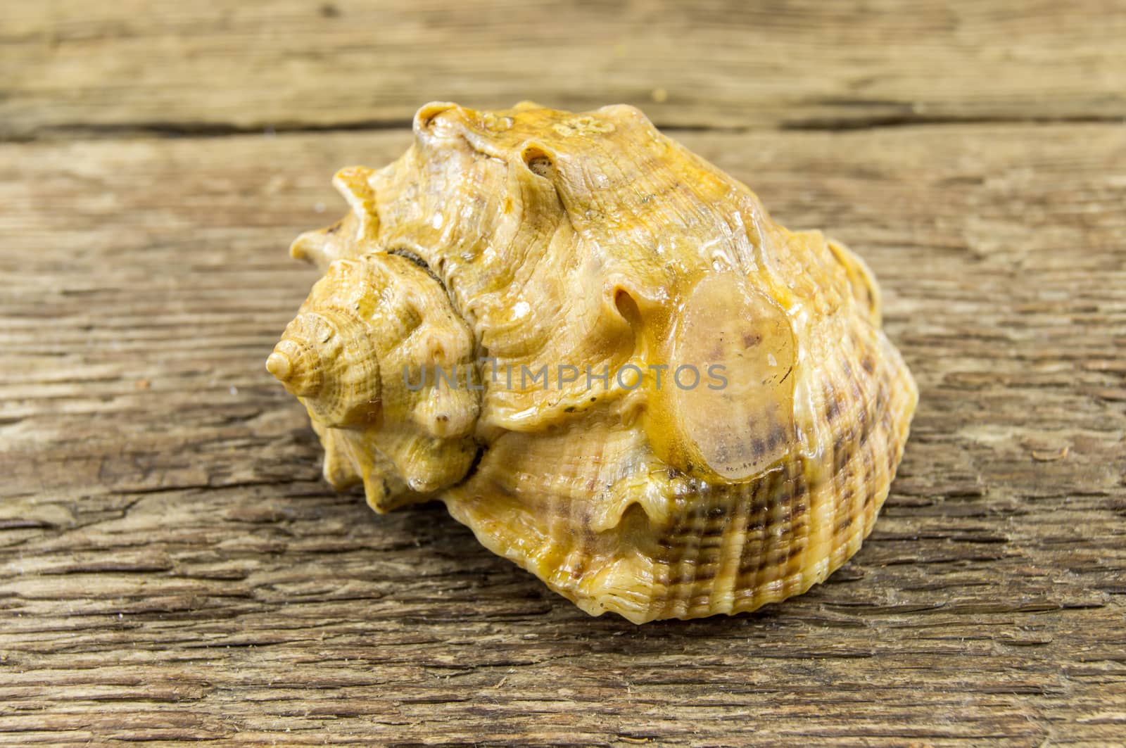 Sea shell  lie on a wooden background by serhii_lohvyniuk