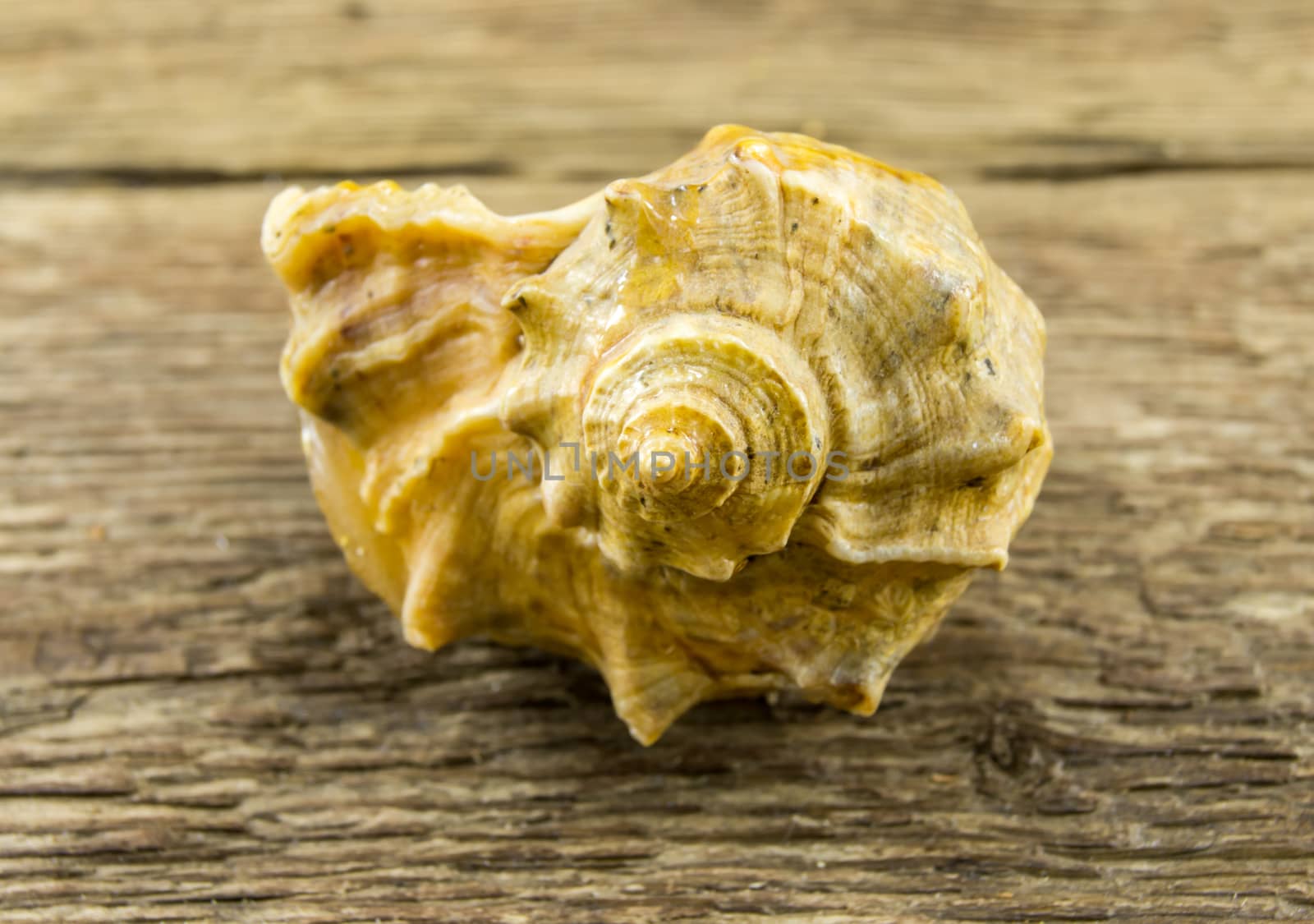 Sea shell  lie on a wooden background.