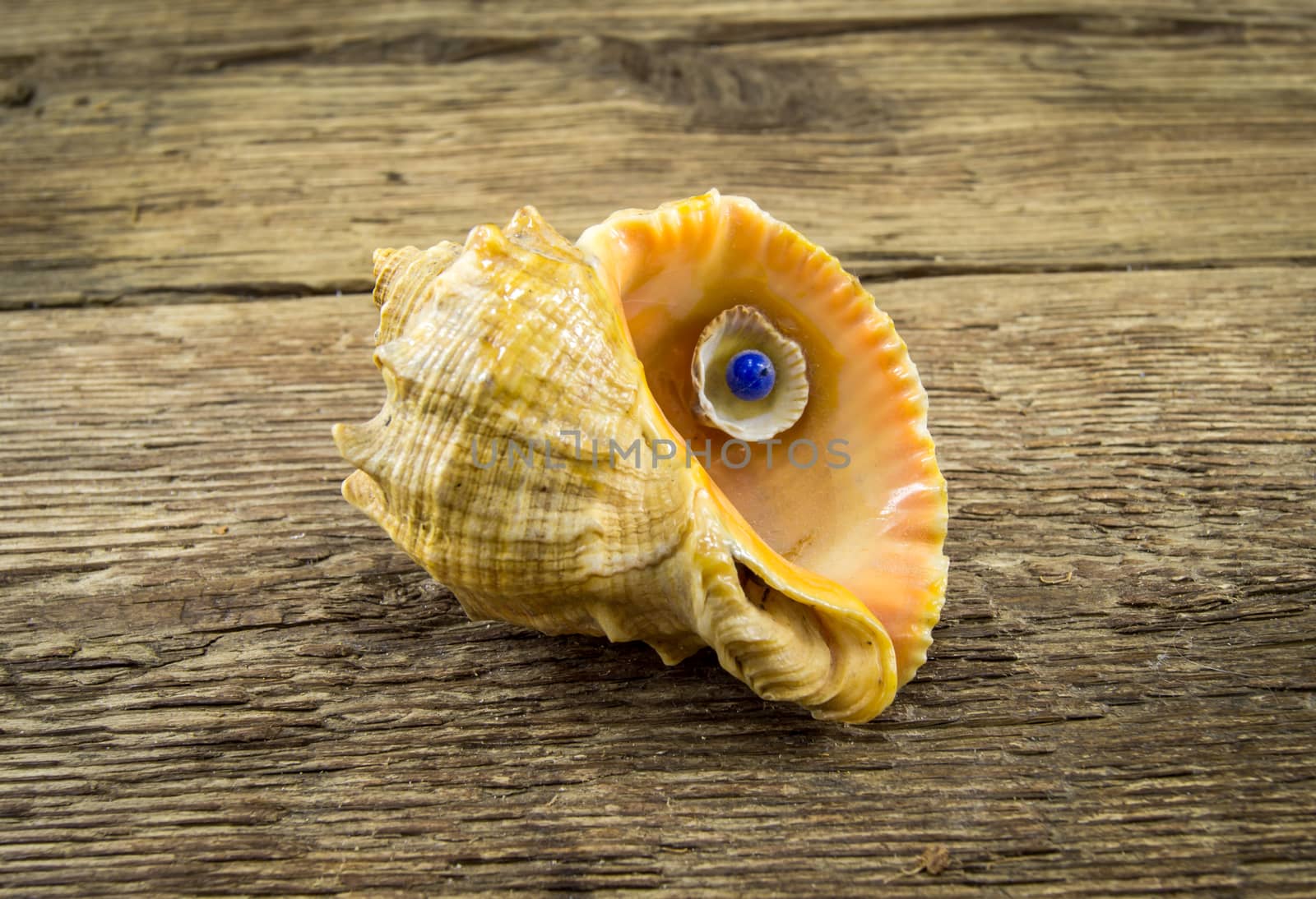 Sea shell  lie on a wooden background.