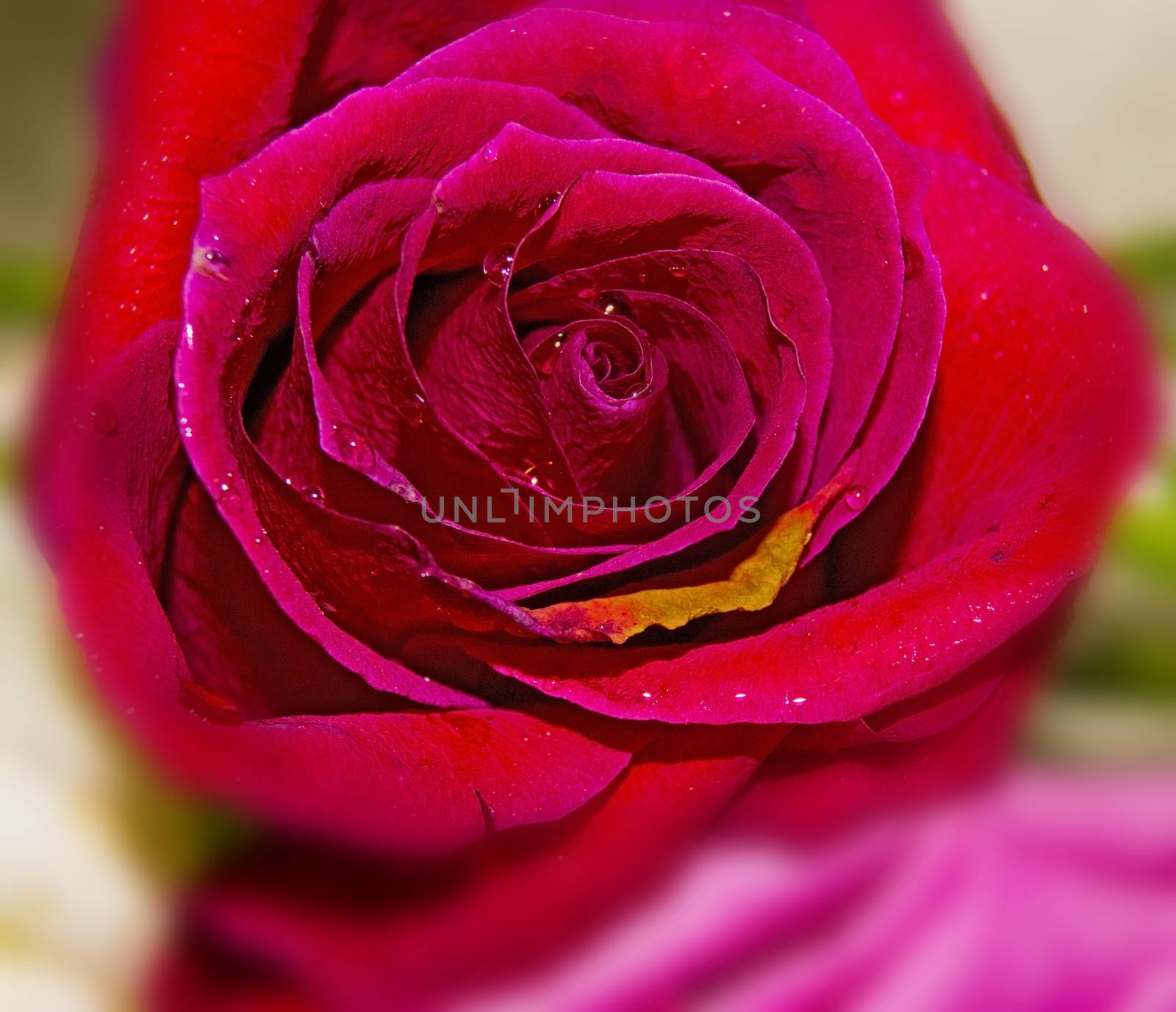 Rose. For your commercial and editorial use. by serhii_lohvyniuk