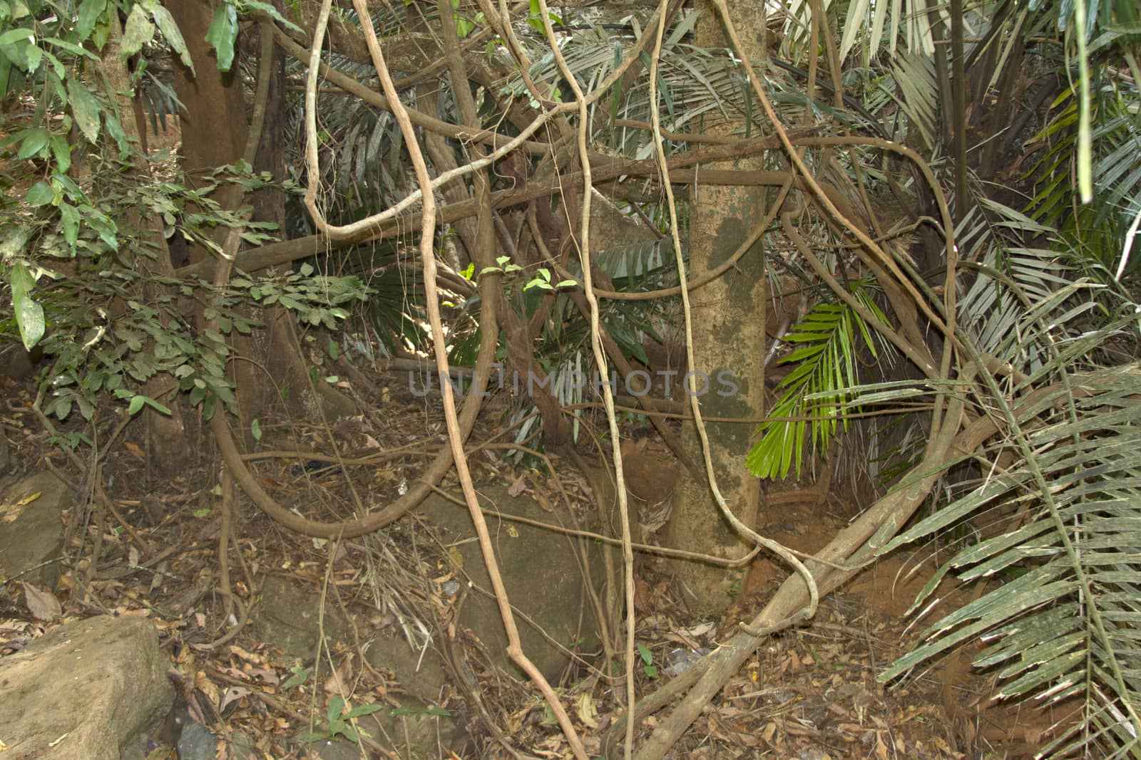 The mysterious jungles of India .Indiya Goa by mcherevan