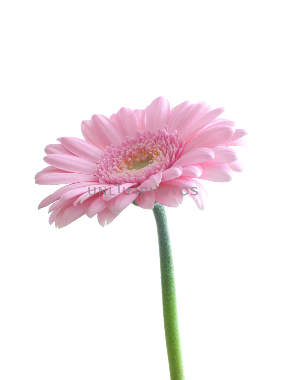 Pink gerbera daisy over a white background