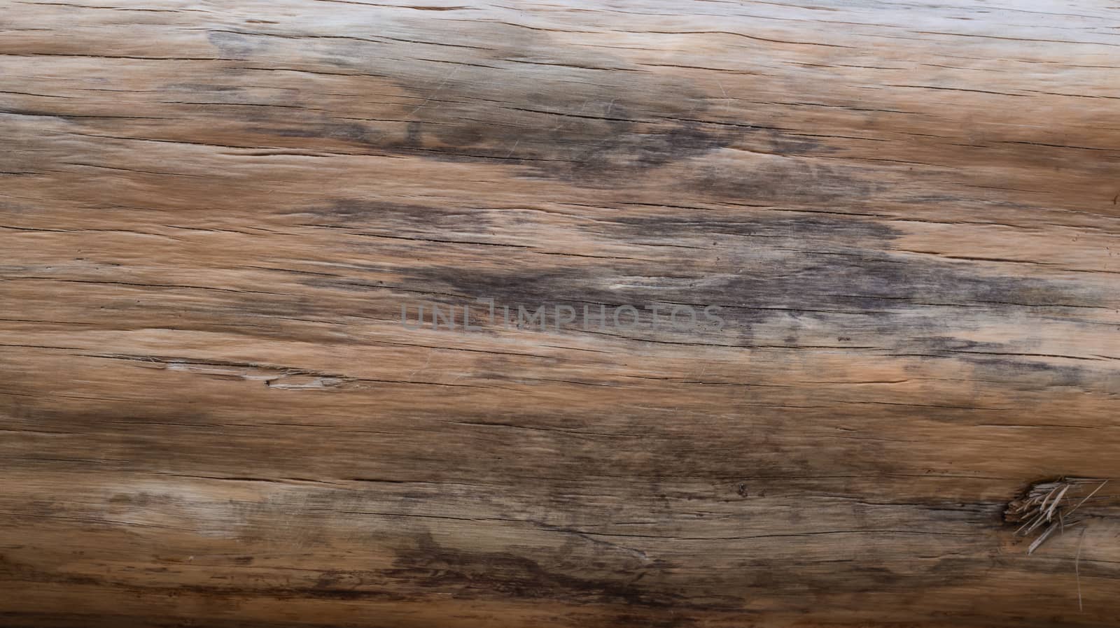 Wooden texture background ,pine tree bark
