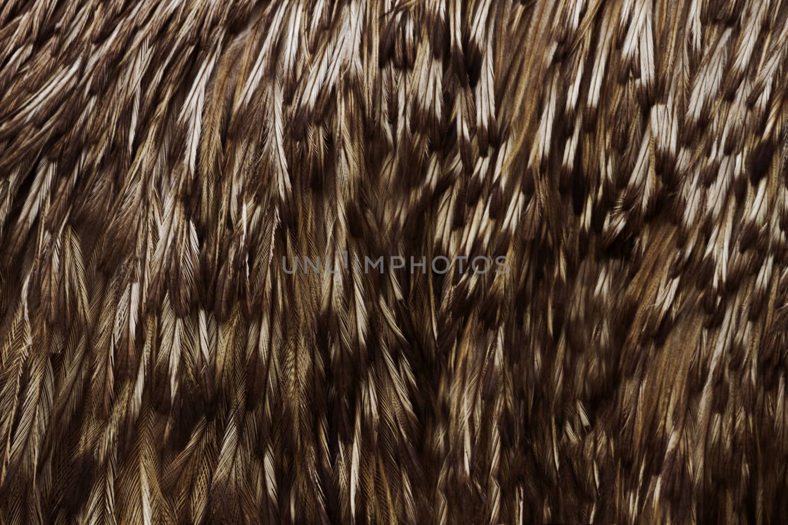 Close up of unique, double plumed, almost hairlike feathers of emu, a bird that is Australia's largest and flightless. Location is Tower Hill Reserve National Park, Victoria, Australia.