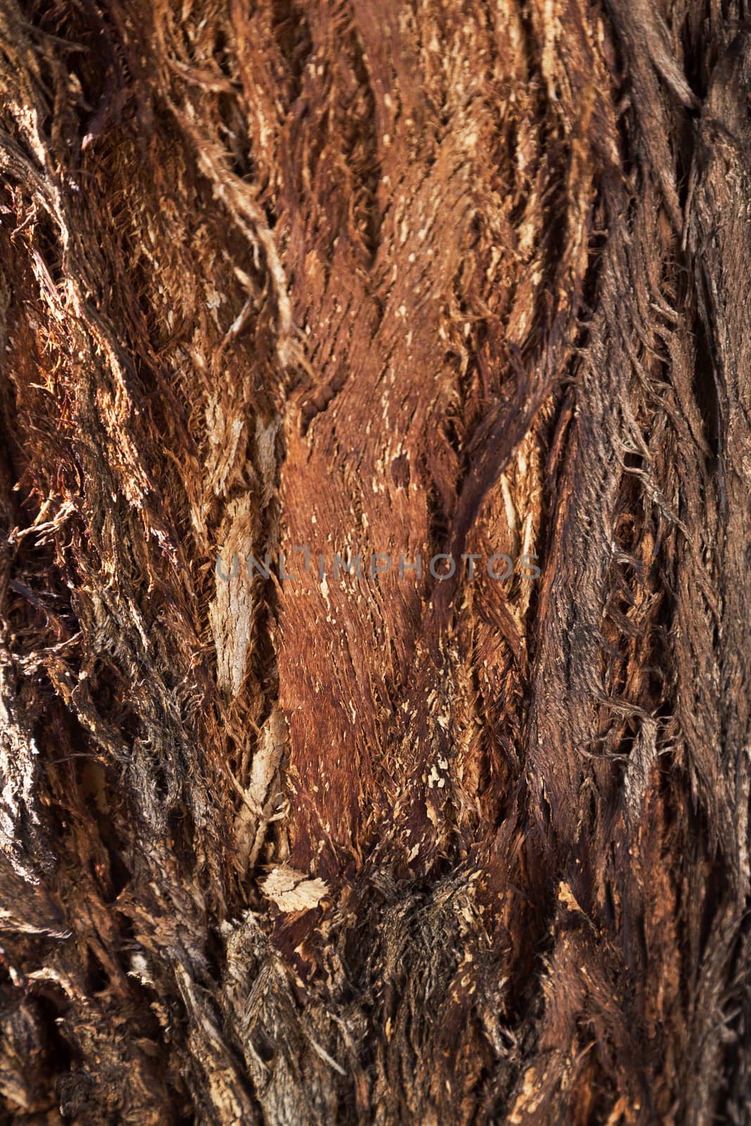 Interesting texture of bark of Forman eucalytus, a tree found in Western Australia