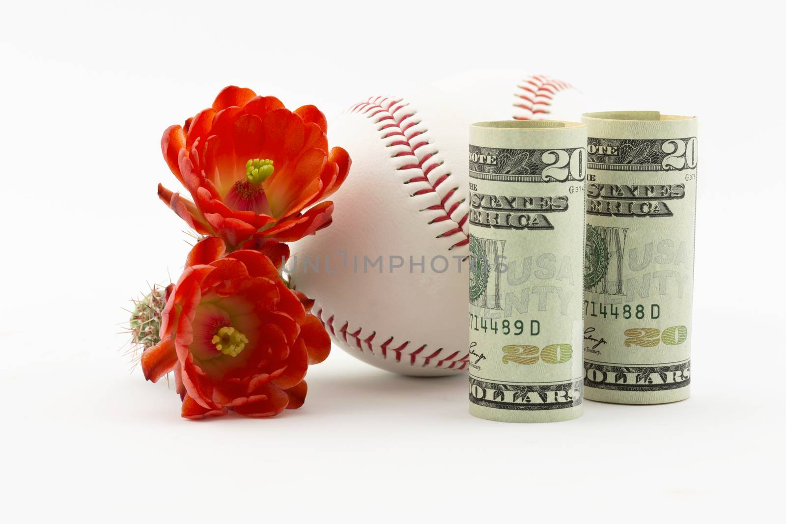 Two baseballs placed with American currency and red cactus flowers on white background.  Spring training for major league baseball has a series of practice and exhibition Cactus League games.  Sites include locations such as Phoenix in Arizona. 
