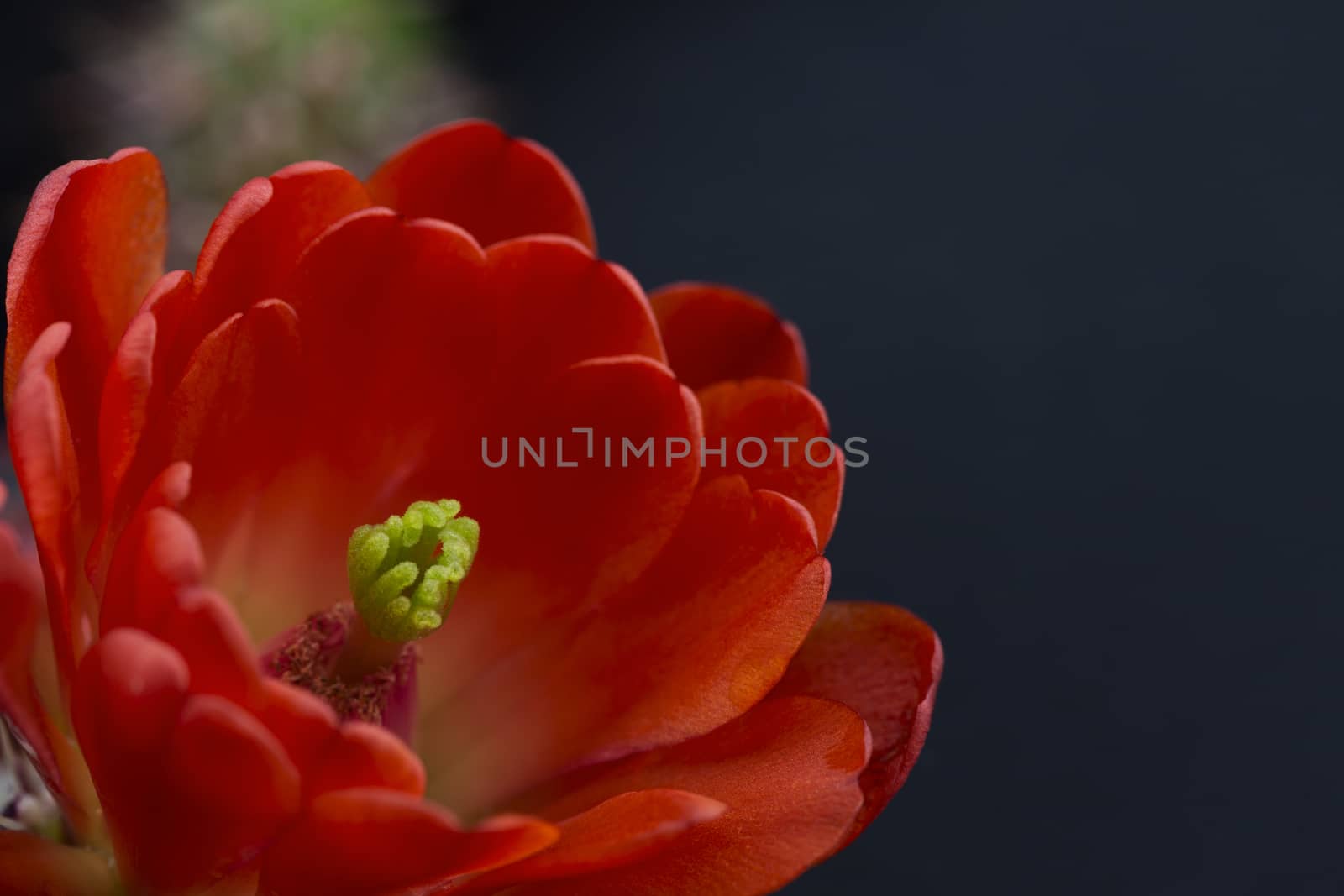 Close up of red hedgehog cactus blossom on black background.  Lotus like flower blooms in Sonoran desert of America's Southwest.  