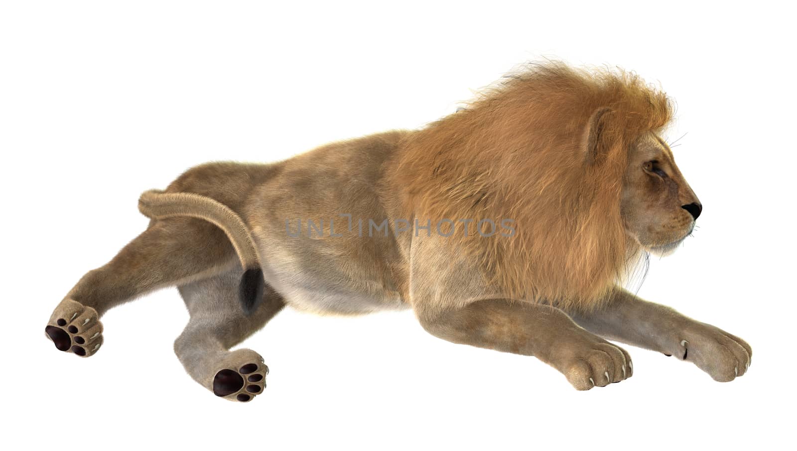 3D digital render of a male lion isolated on white background
