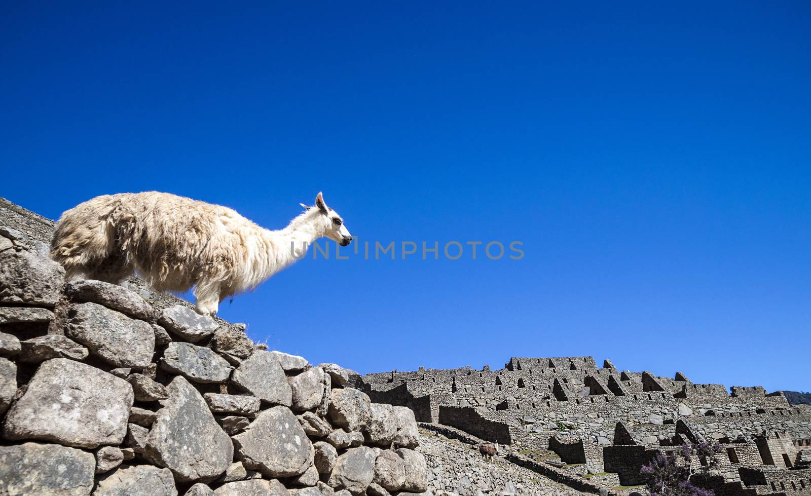 llama standing in Macchu picchu ruins by rigamondis