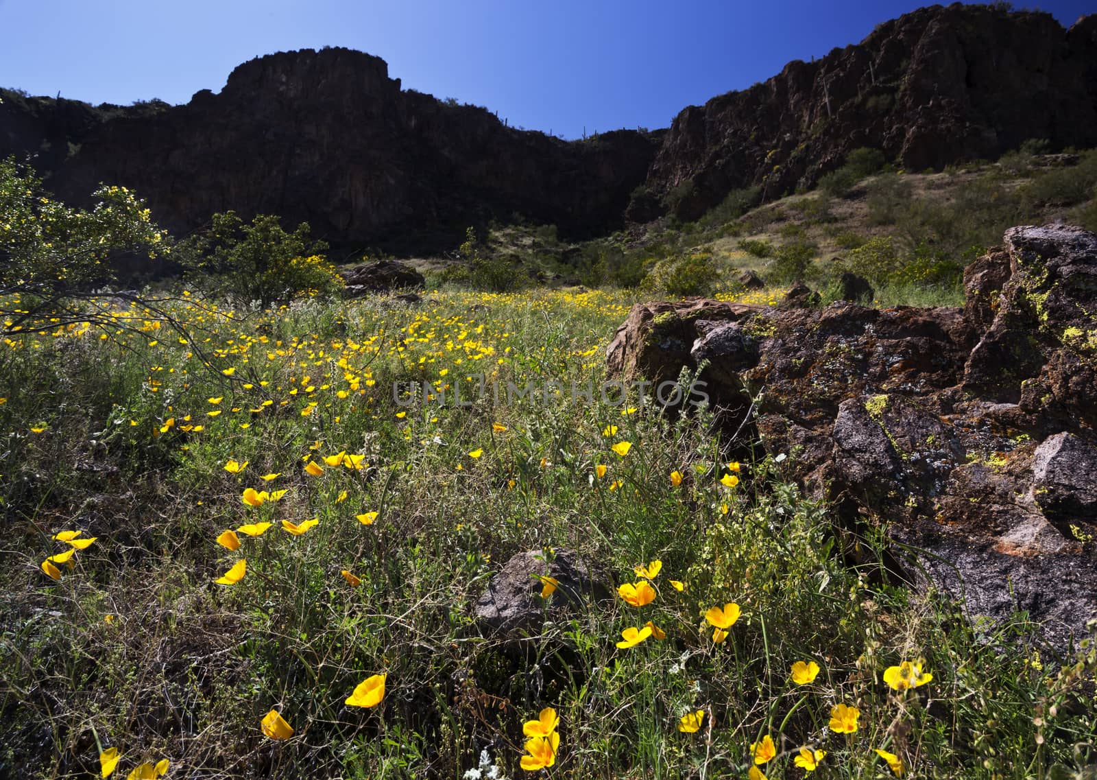 Wildflowers are accents of a meadow of poppies in bloom on mountain slopes at Picacho Peak State.  This unique, landmark park, well-noted for its desert flowers, is located north of Tucson in southern Arizona. 