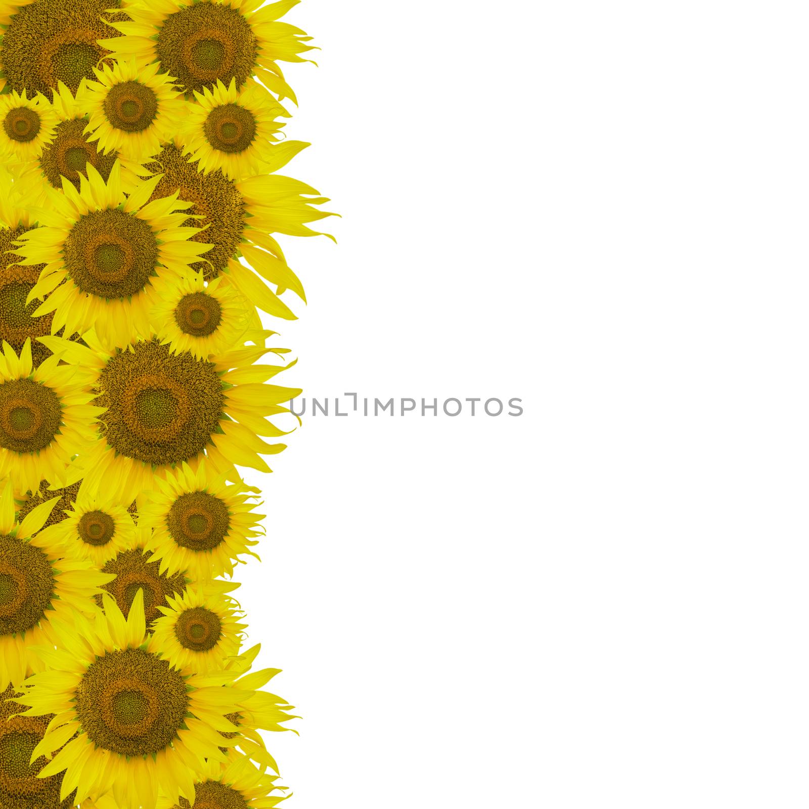 Beautiful yellow flower, sunflower pattern, nature abstract background
