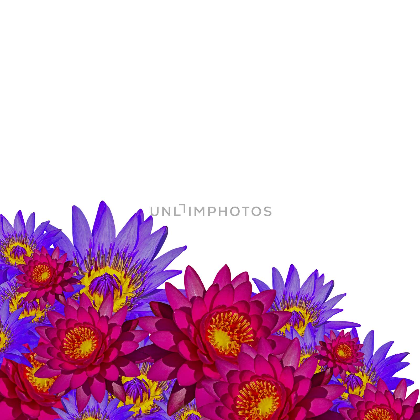 Beautiful of purple and pink waterlily flower, isolated on white background