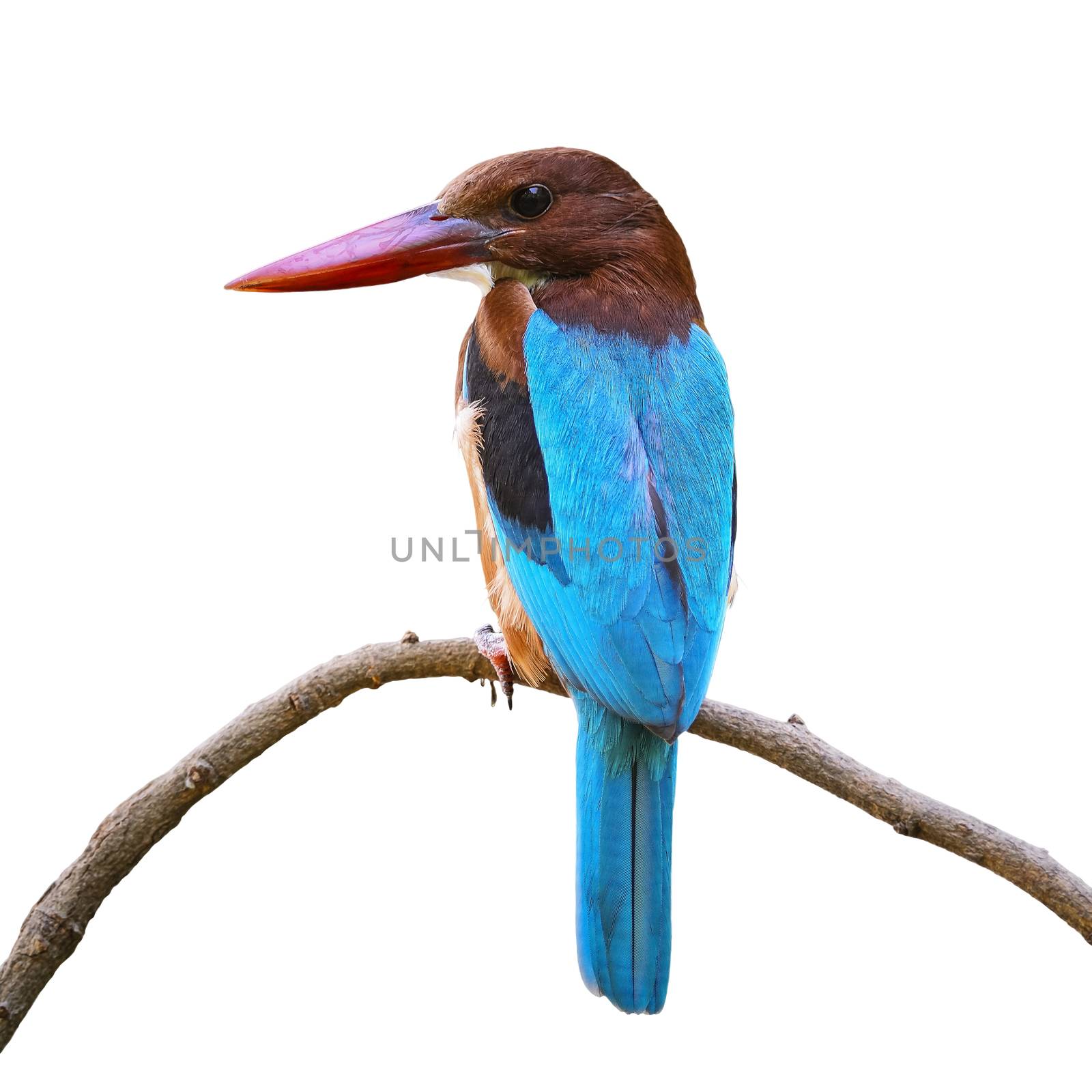 Beautiful Kingfisher blue bird, White-throated Kingfisher (Halcyon smyrnensis), standing on a branch, isolated on white background