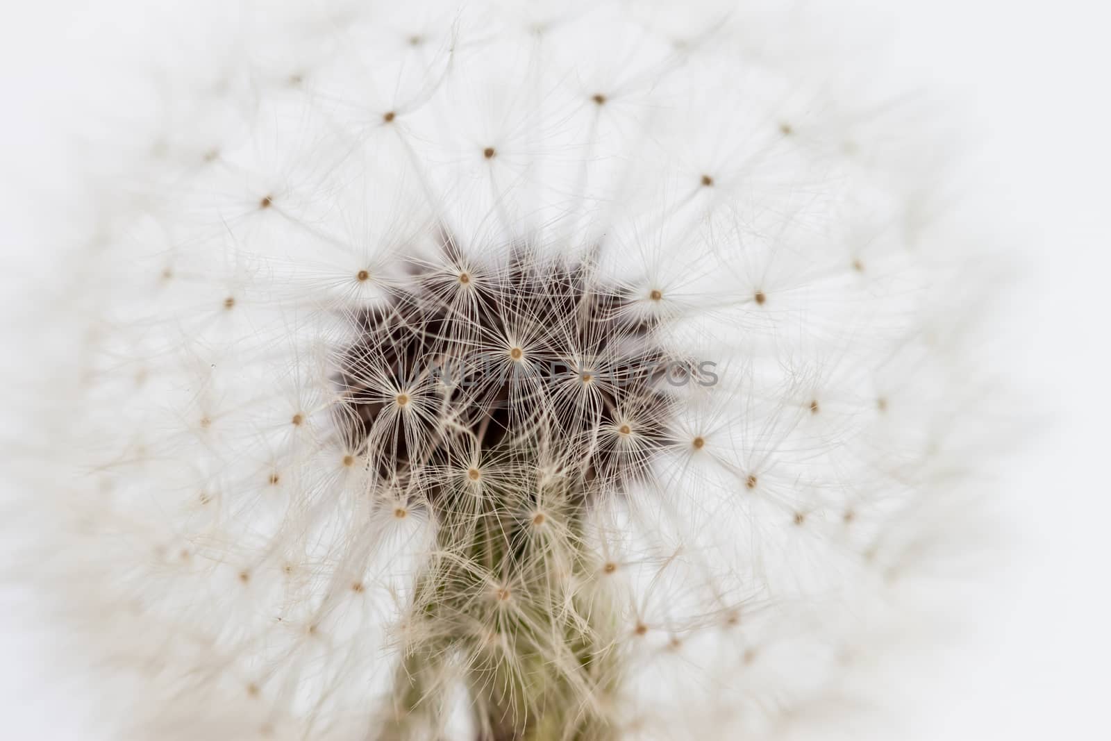 white dandelion closeup can be used as background