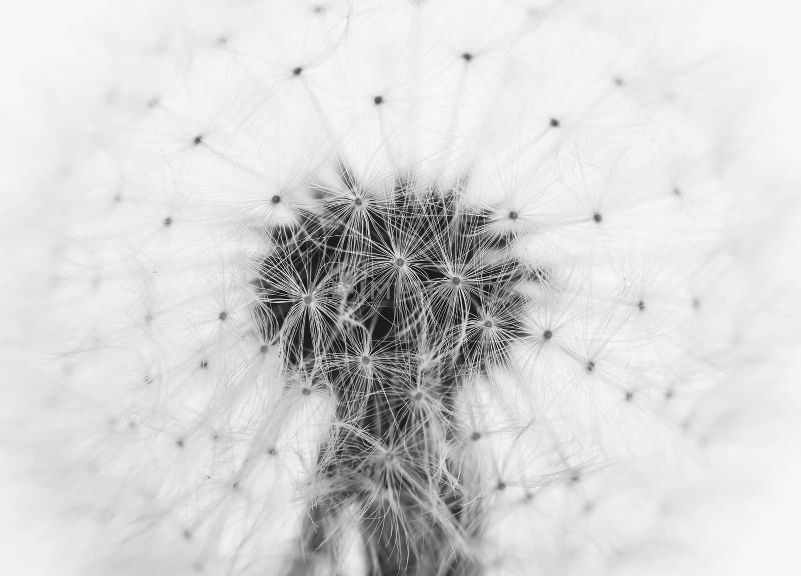 black and white dandelion closeup can be used as background