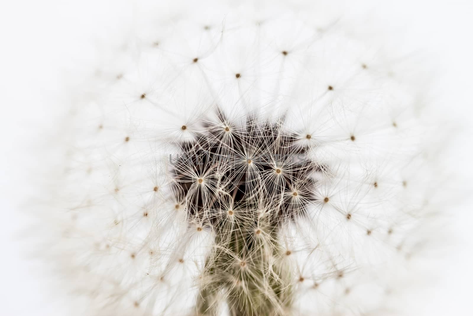 white dandelion closeup can be used as background