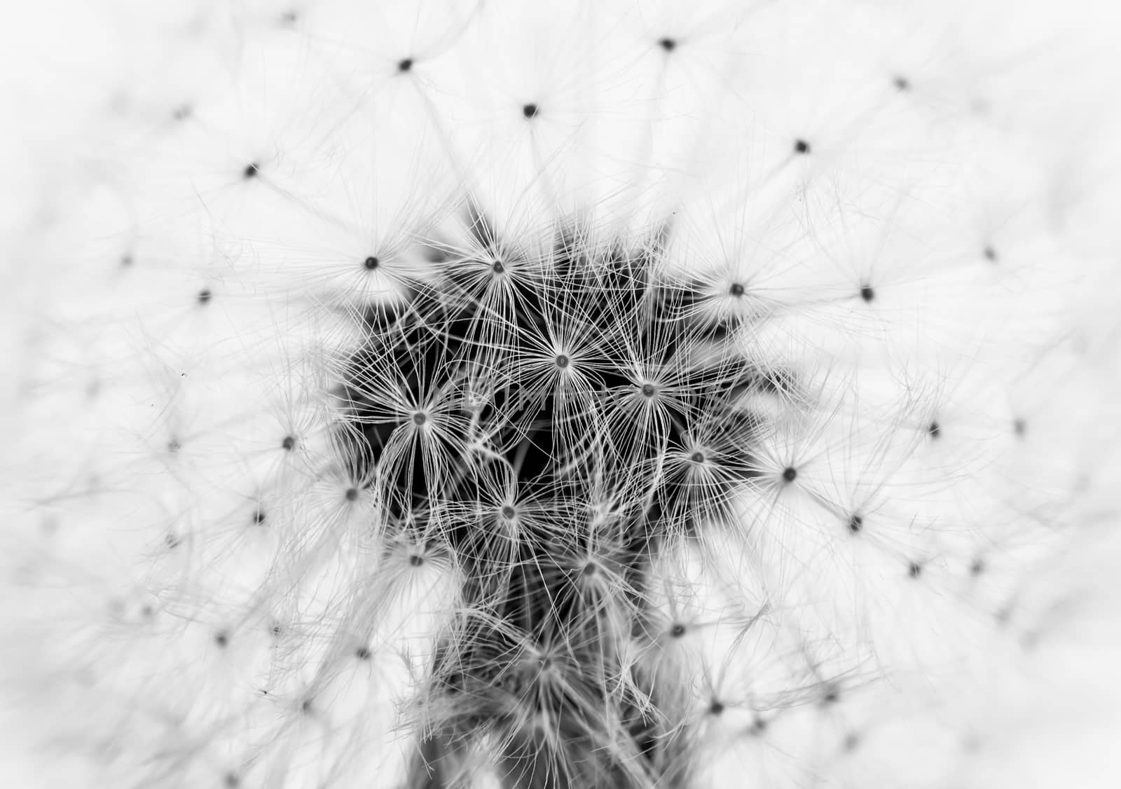 black and white dandelion closeup by Chechotkin