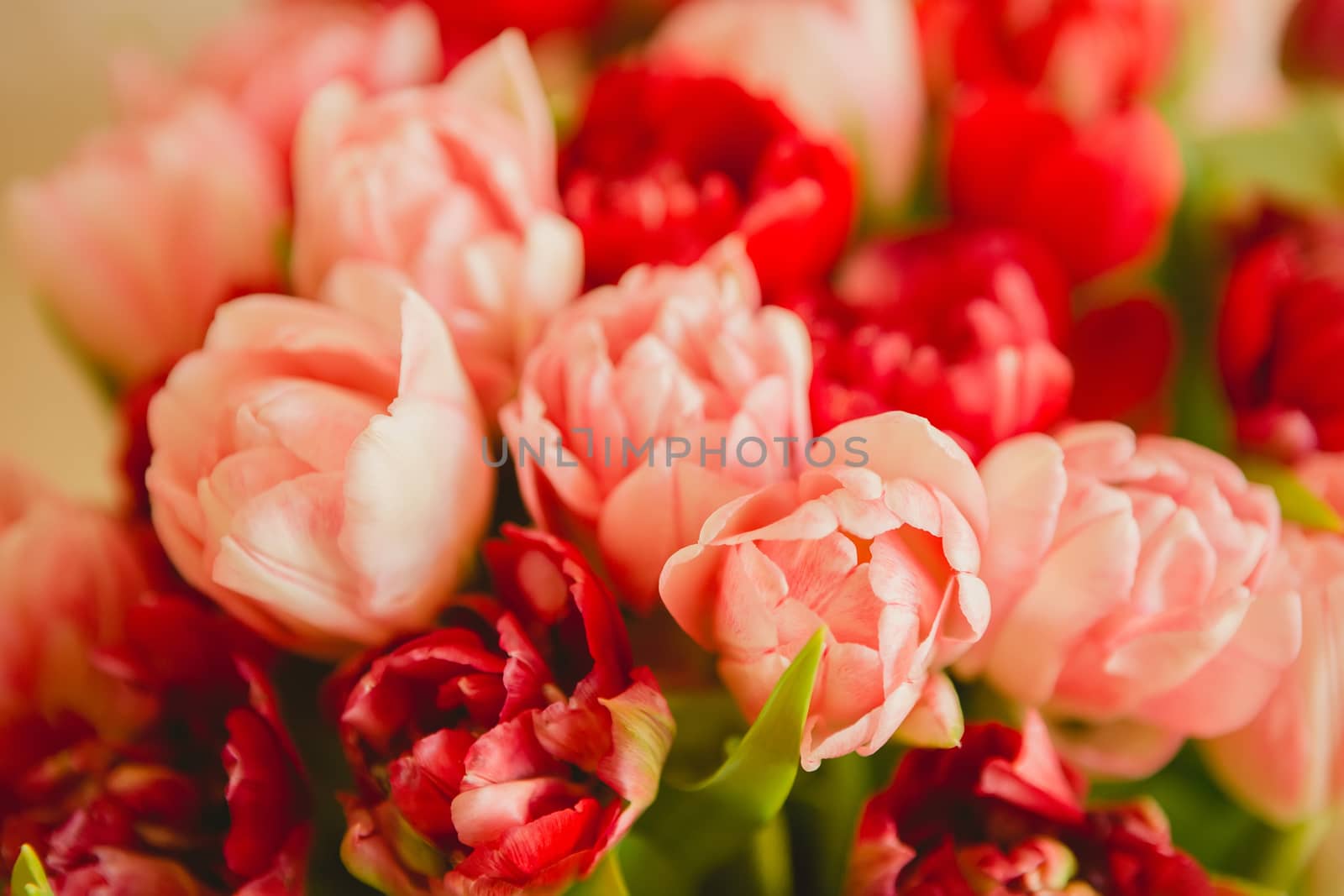 bouquet of tulips on white background for advertising by sarymsakov
