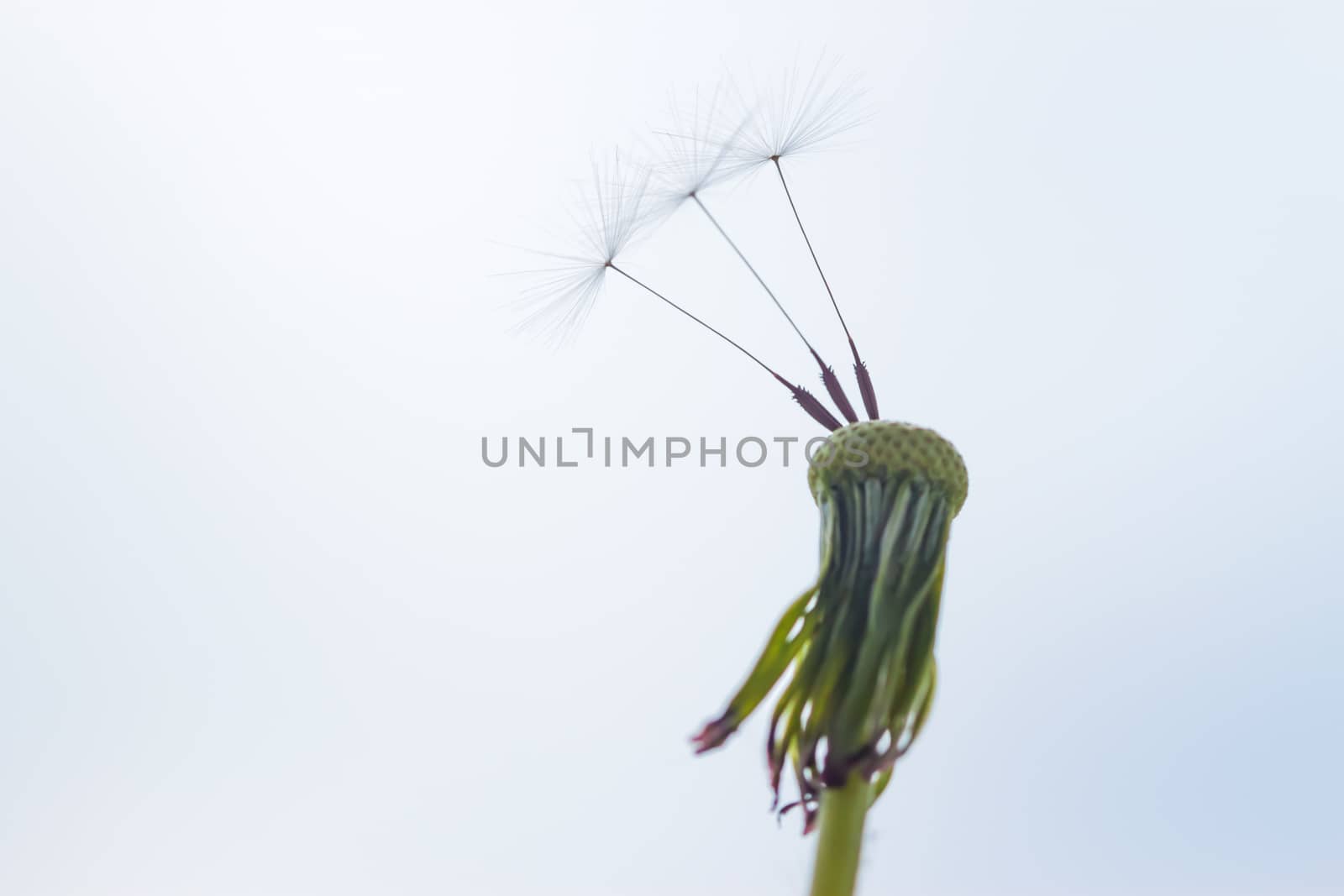 three last seeds on white dandelion by Chechotkin