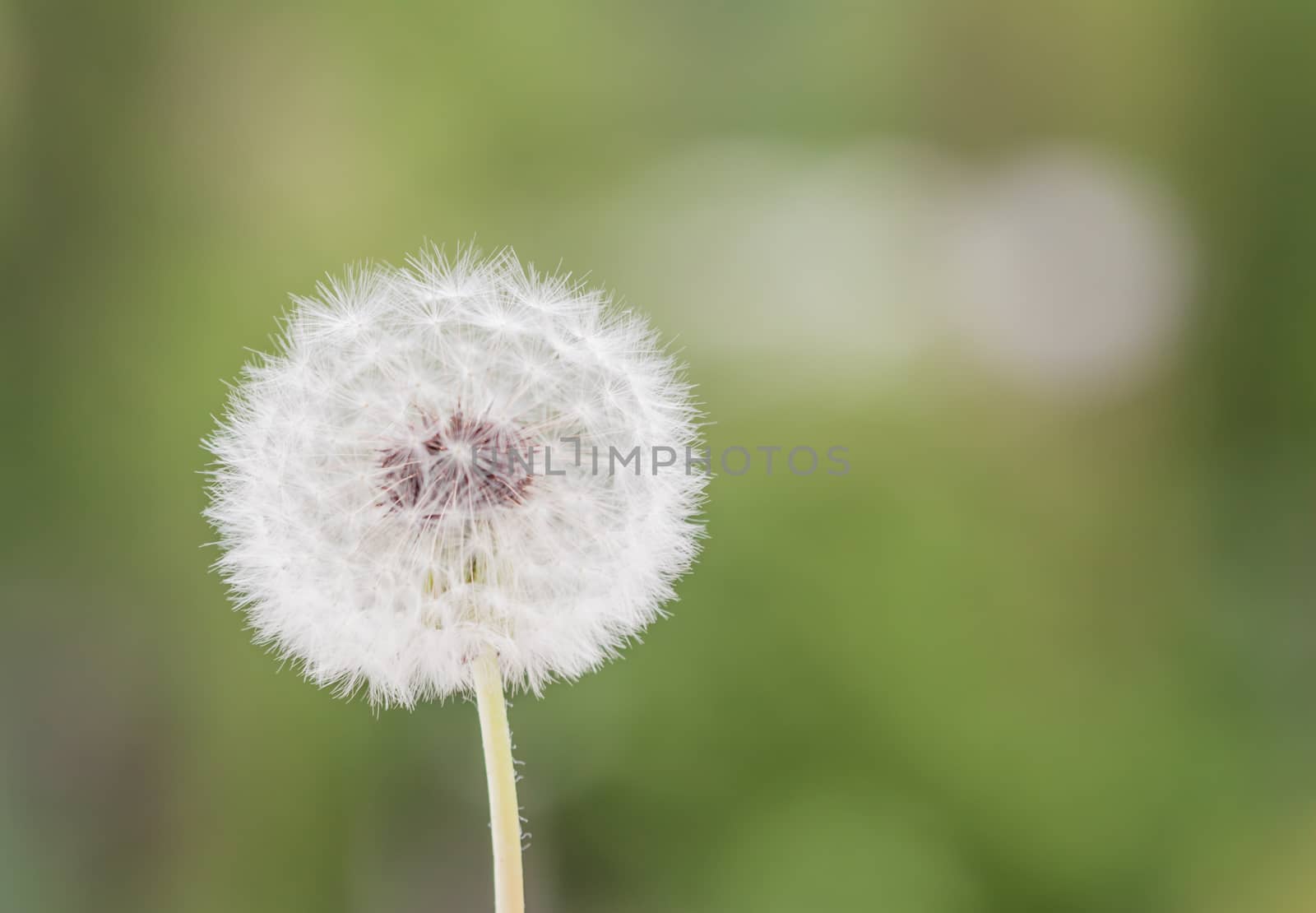 white dandelion closeup on green blurred grass background