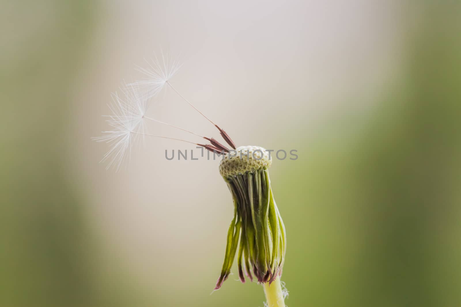 three last seeds on white dandelion by Chechotkin