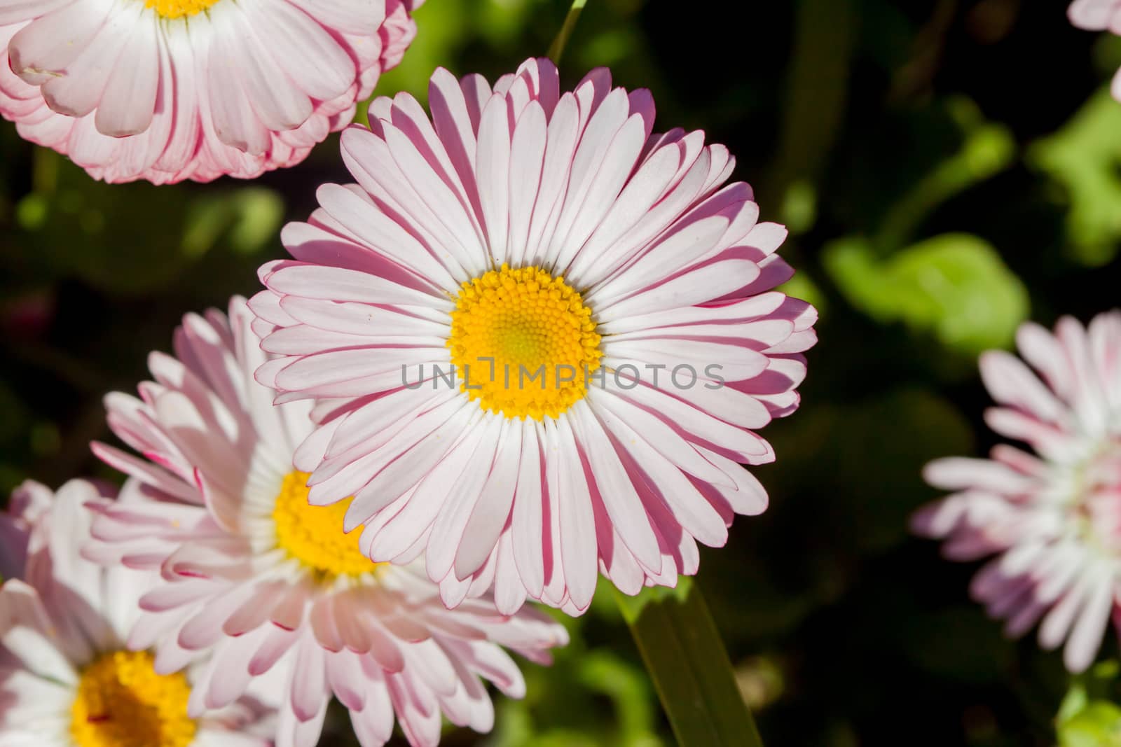 closeup bright pink summer flower by Chechotkin