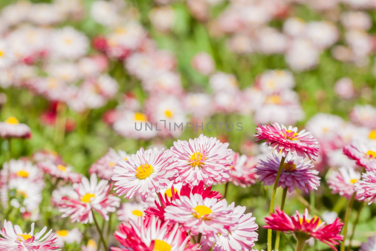 flowerbed with many bright pink summer flowers