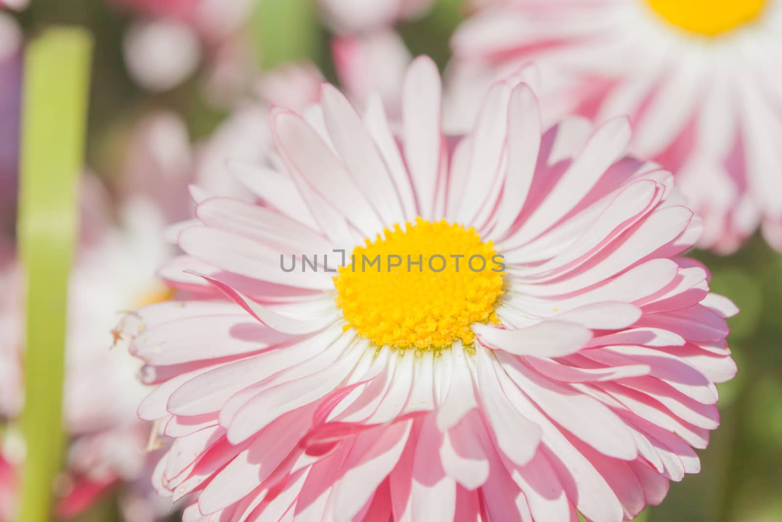 closeup bright pink summer flower can be used as background