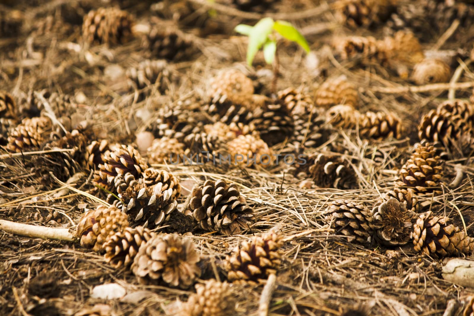 Pine cones on woodland floor by christopherhall