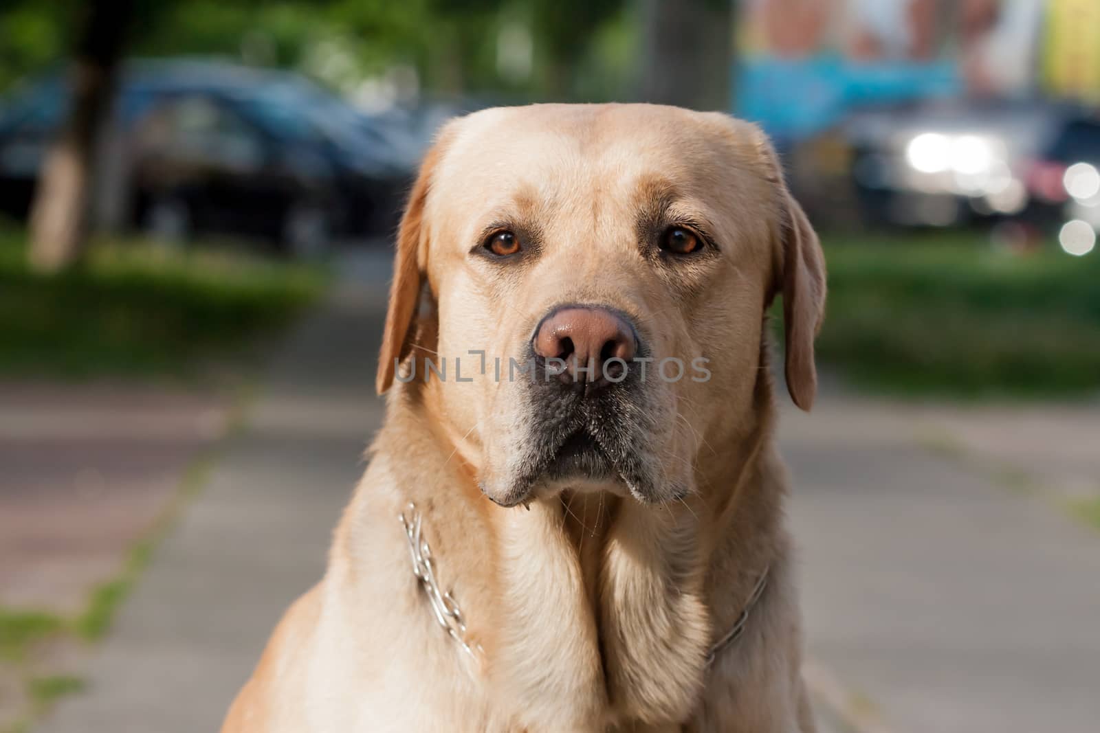 yellow adult labrador portrait on blurred green background