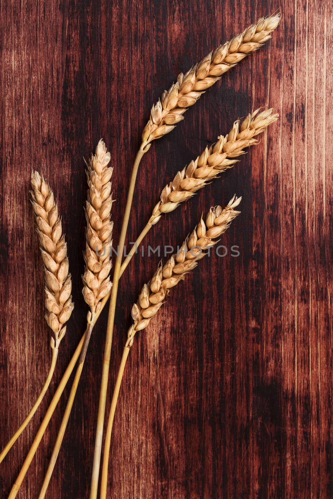 Dried barley on brown wooden background, top view. Organic cereal crop. Agricultural background with copy space.  