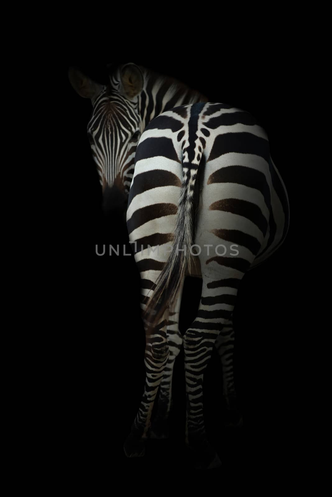 zebra in the dark night