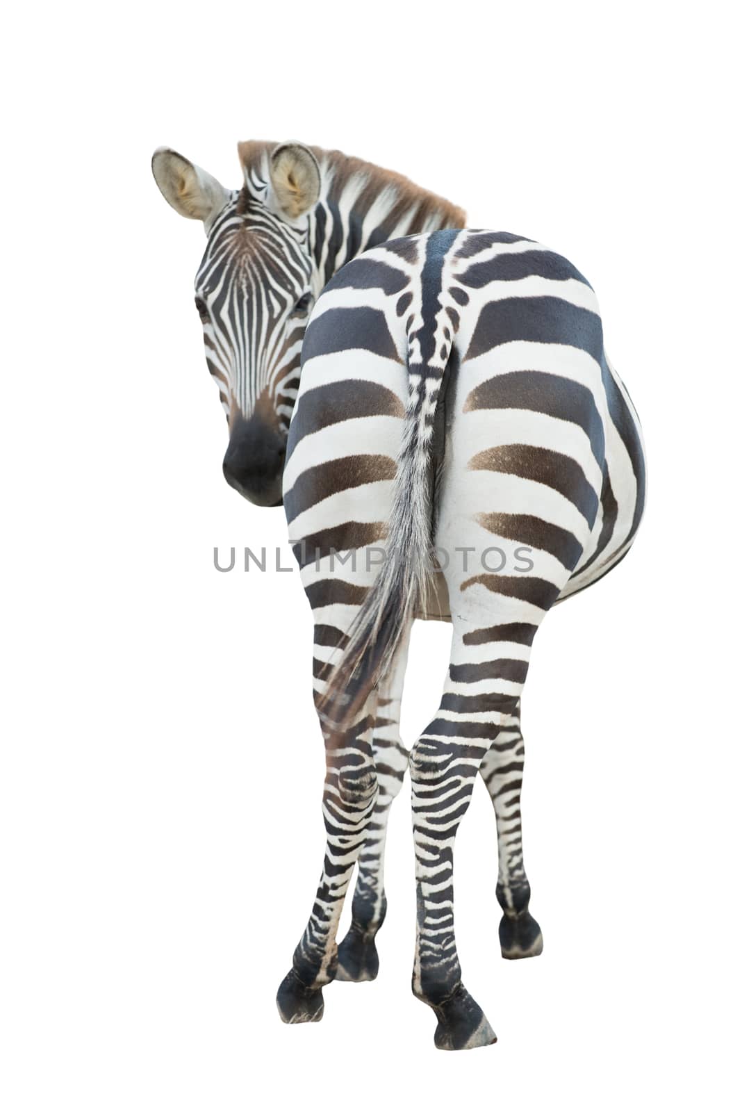 zebra isolated by anankkml